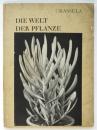 CRASSULA　Die Wert der Pflanze Ⅱ