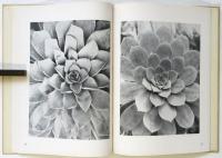 CRASSULA　Die Wert der Pflanze Ⅱ