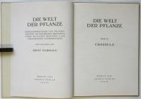 CRASSULA　Die Wert der Pflanze Ⅱ