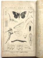 昆蟲世界　第15巻第7冊 第167号