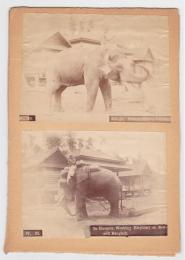 象 鶏卵紙古写真　2枚台紙貼