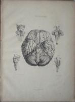 ICONES NERVORUM  CAPITIS (羅文・頭部解剖図集）