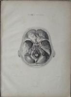 ICONES NERVORUM  CAPITIS (羅文・頭部解剖図集）