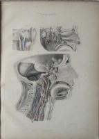 ICONES NERVORUM  CAPITIS (羅文・頭部解剖図集）
