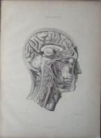 ICONES NERVORUM  CAPITIS (羅文・頭部解剖図集）