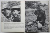 DEUX PETITS OURS（写真絵本 ニヒキノコグマ）