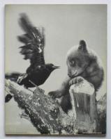 DEUX PETITS OURS（写真絵本 ニヒキノコグマ）