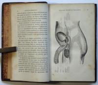 （仏文）不妊症と両性具有　LA STÉRILITÉ Humaine et L’Hermafhrodisme