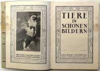 Tiere in Schönen Bildern