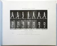The Human Figure in motion/ Animals in motion