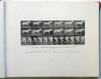 The Human Figure in motion/ Animals in motion