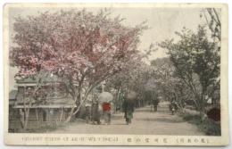 絵葉書〈荒川堤の桜〉(花の名所)