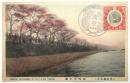 絵葉書〈向嶋堤の桜〉(東京桜名所)