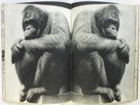 交尾　岩合徳光動物写真集