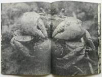 交尾　岩合徳光動物写真集