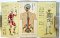 新案 人体解剖自在図