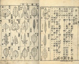 博物図教授法