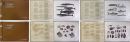 日本水産動植物図集 ［ILLUSTRATIONS OF JAPANESE AQUATIC PLANTS AND ANIMALS］
