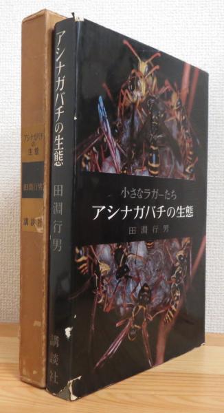 田淵行男！小さなラガーたち！アシナガバチの生態！ 検高山蝶大雪の蝶標本
