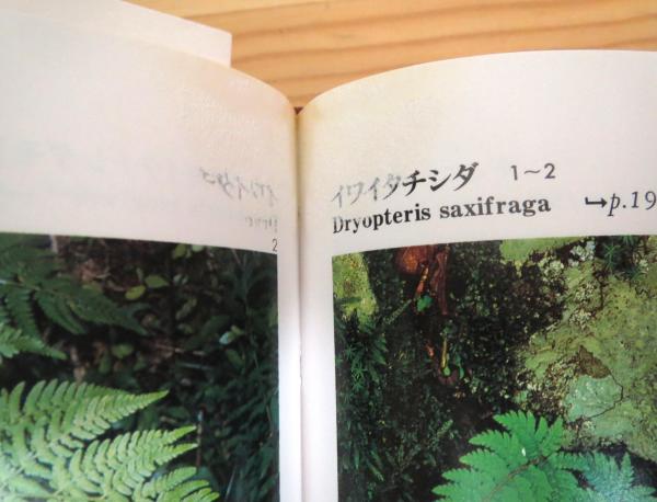 日本の野生植物 シダ