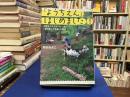 「ようちえん」はじめました！―お母さんたちがつくった「花の森こども園」の物語