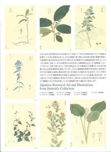 シーボルト・コレクション日本植物図譜展 : 日本のボタニカル