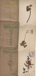 日本アルプス　高山植物　実物絵葉書　計10枚一括　袋付
