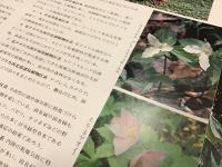 週刊朝日【世界の植物】テーマ編全19冊＋【植物の世界】テーマ編全22冊のうち1冊欠21冊　計40冊一括　※うち1冊に少書込みあり