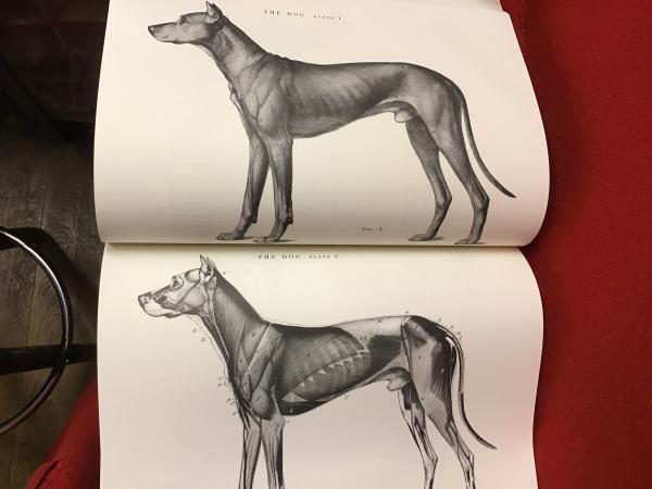 【中古本】動物解剖図 中古本】動物解剖図 - メルカリ