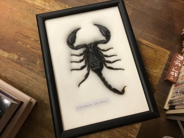 サソリ標本 / 古本、中古本、古書籍の通販は「日本の古本屋」 / 日本の