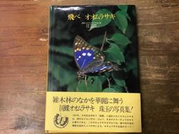 飛べ　オオムラサキ