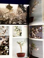 ガーデンライフ　1981年4月号　特集　 ●鉢植えに向く桜・フジザクラ ●春先きエビネ・コオズ　オンコアイリス　●イカリソウとその変異　ベンジルアデニン