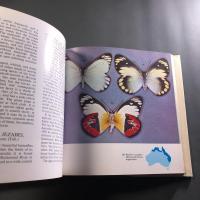 Australian Butterflies in Colour