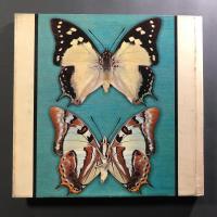 Australian Butterflies in Colour