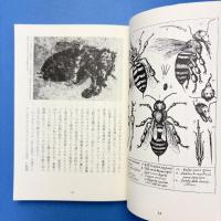 ミツバチと文明