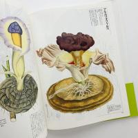新装版 花の王国4　珍奇植物