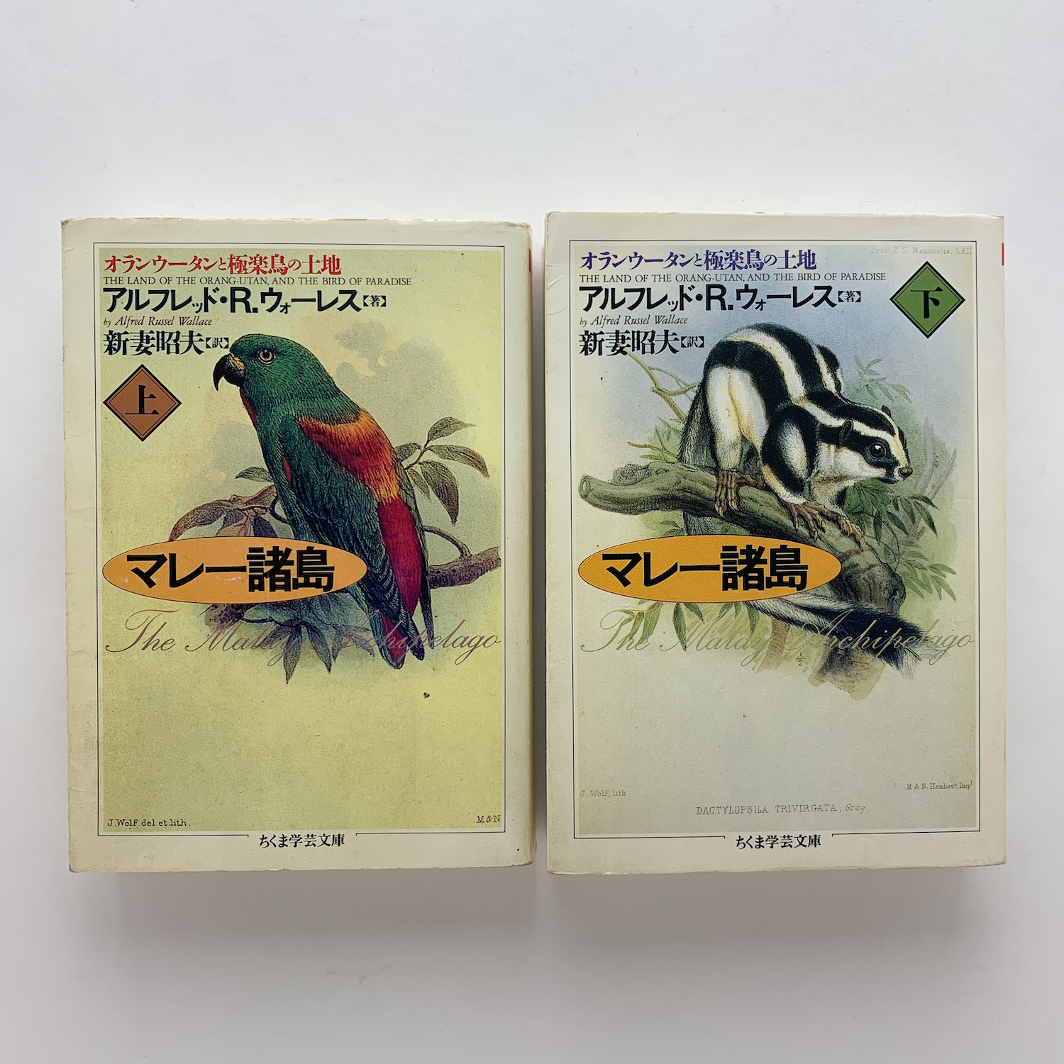 マレー諸島 オランウータンと極楽鳥の土地 上下 A R ウォーレス コ本や 古本 中古本 古書籍の通販は 日本の古本屋 日本の古本屋