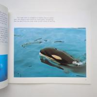 SIWITI ー A Whale's Story