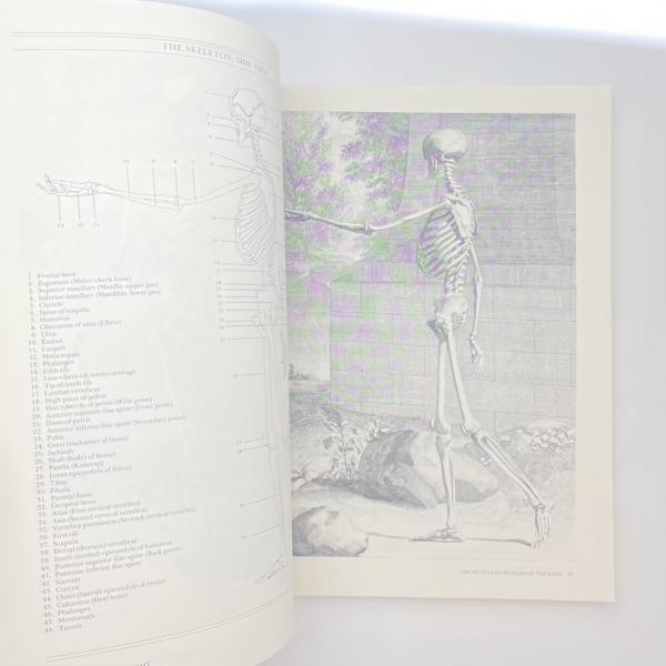 Albinus on Anatomy(Robert Beverly Hale, Terence Coyle) / 古本