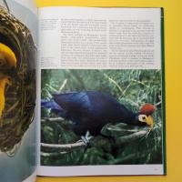 Birds of the Tropics