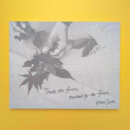 紀成道写真集 Touch the forest, touched by the forest.
