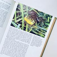 The Life of the Pond: Our Living World of Nature