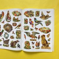 Old-Time Bird Vignettes in Full Color