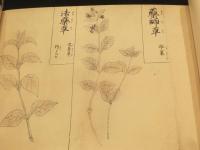 馬医図巻　複製版