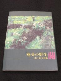 奄美の野生蘭