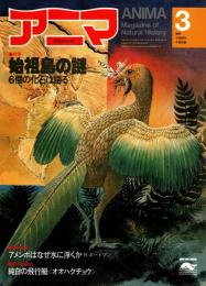 アニマ No.84 1980年3月号　始祖鳥の謎-6個の化石は語る