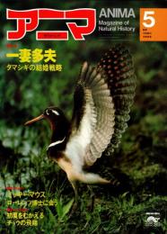 アニマ No.86 1980年5月号　一妻多夫-タマシギの結婚戦略