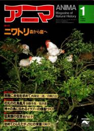 アニマ No.94 1981年1月号　ニワトリ‐森から庭へ