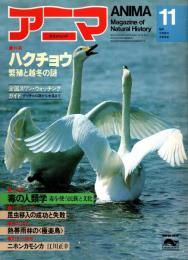 アニマ No.117 1982年11月号　ハクチョウ‐繁殖と越冬の謎