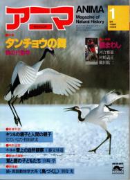 アニマ No.119 1983年1月号　タンチョウの舞‐鶴の行動学